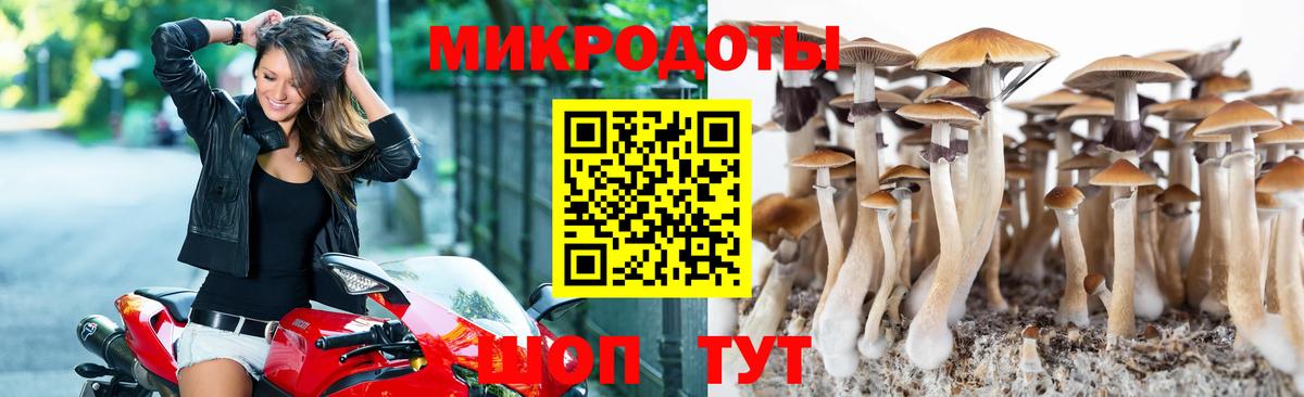 Галлюциногенные грибы GOLDEN TEACHER  Псилоцибиновые грибы Psilocybine cubensis  Гатчина  Вход с VPN 